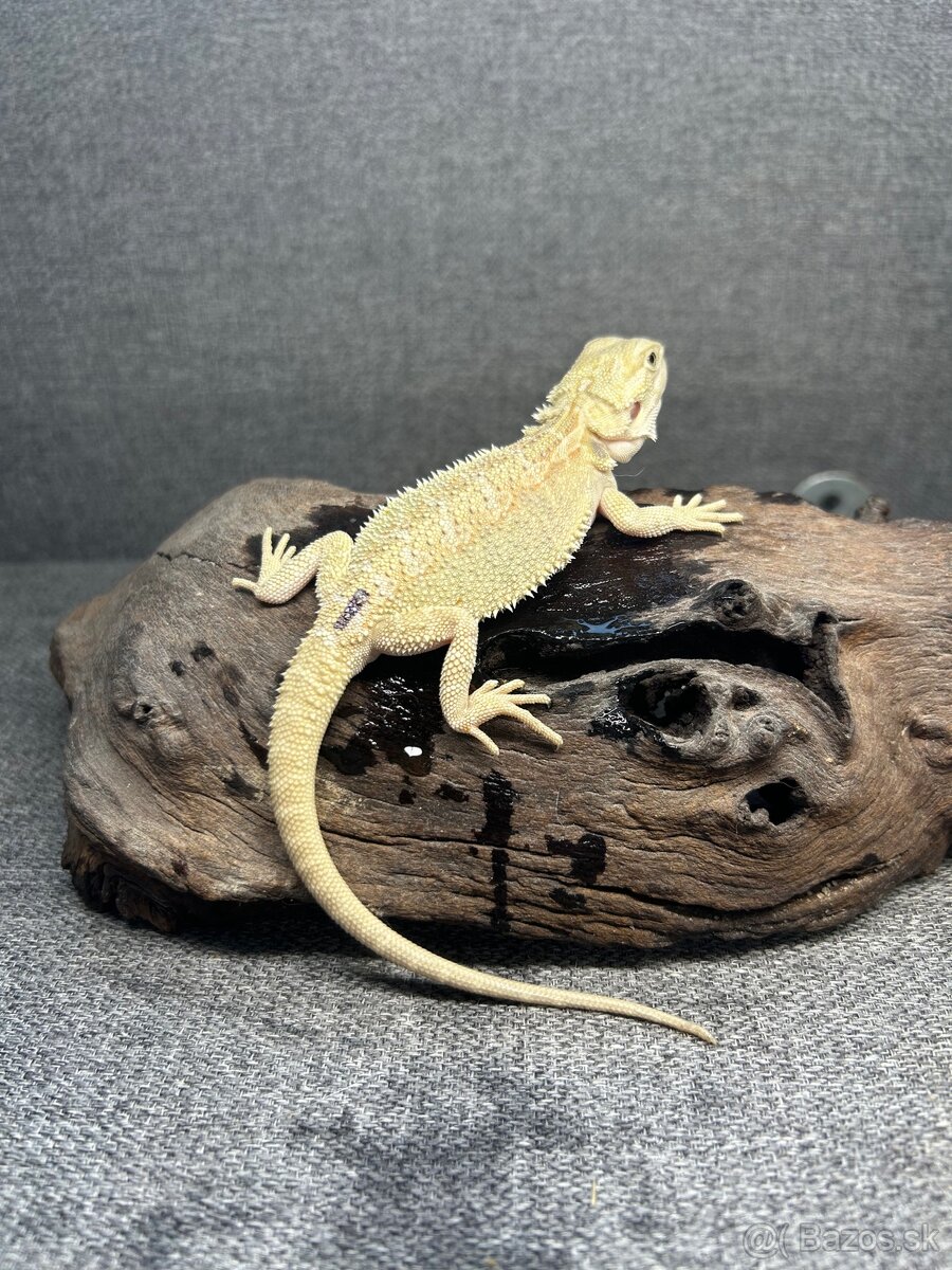 Agama bradatá Het Zero a Citrus mláďatká - 4