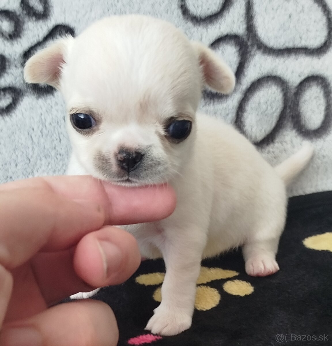 Čivava mini psík krátkosrstý - 4