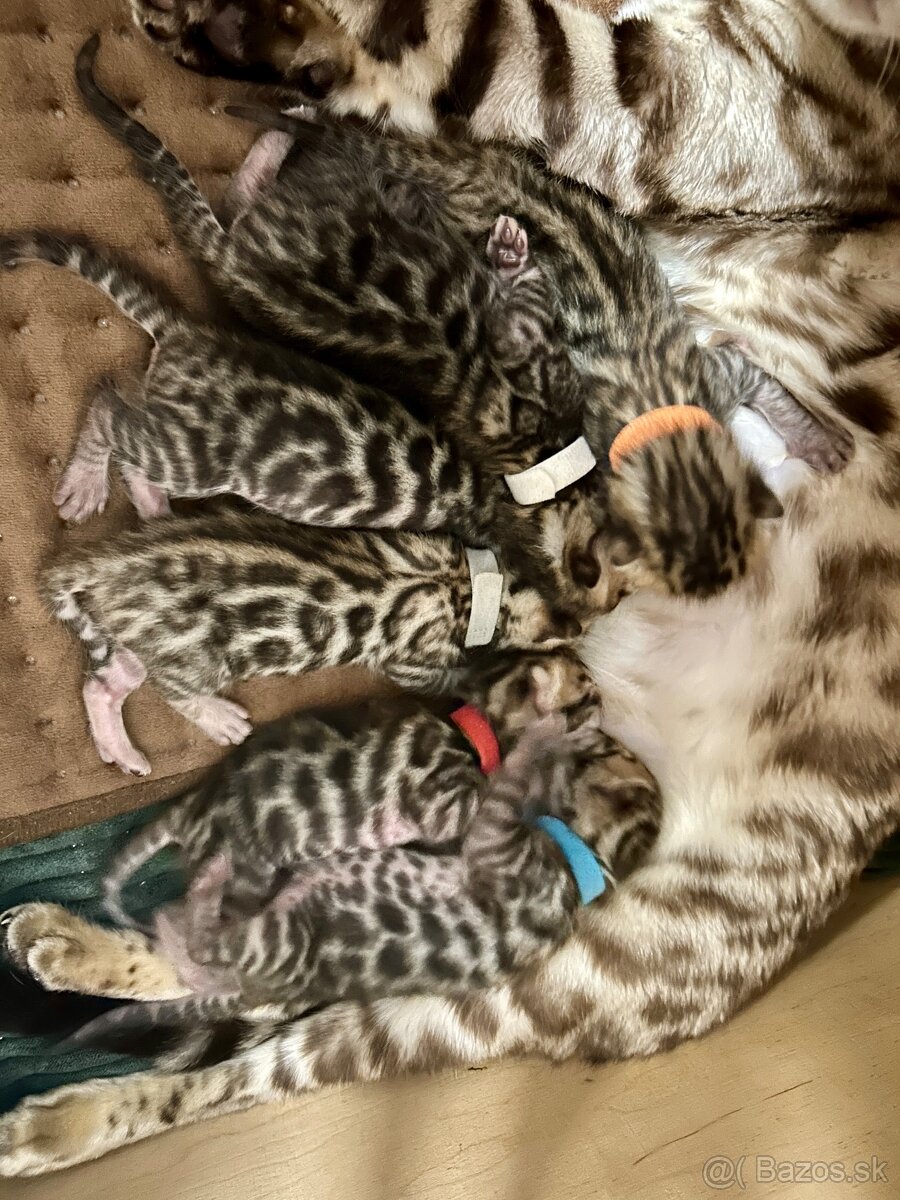Bengálska mačka s PP - 4