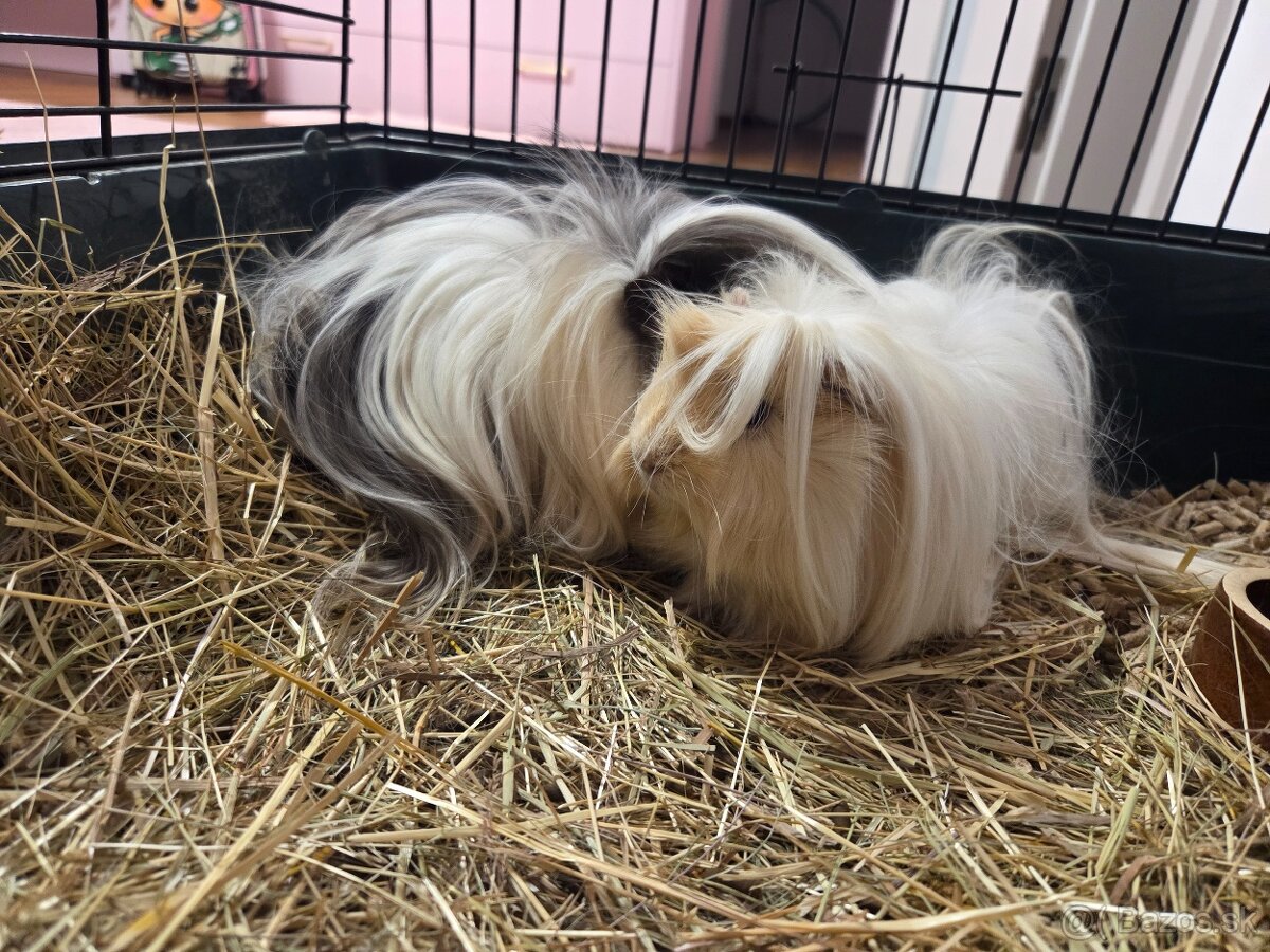 Predám krásne dlhosrsté morské prasiatka - 4