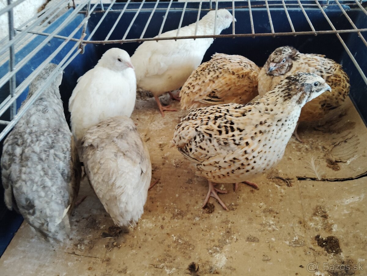 Predám japonské prepelice - 4