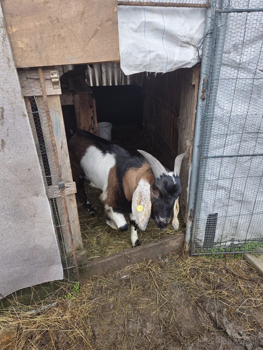 cap na pripustenie - 4