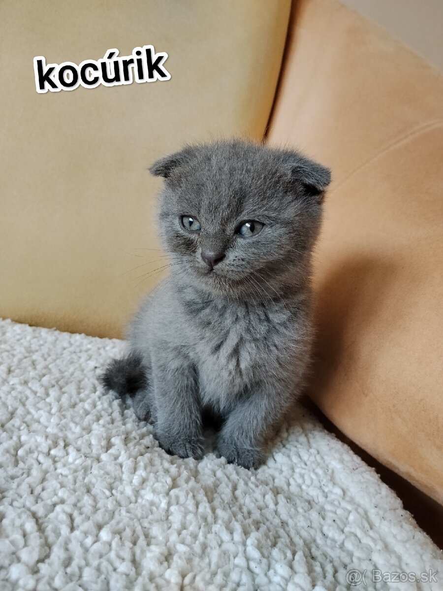 Britské klapouché mačiatka - 4