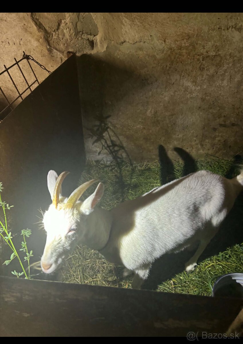 Kozu - 4