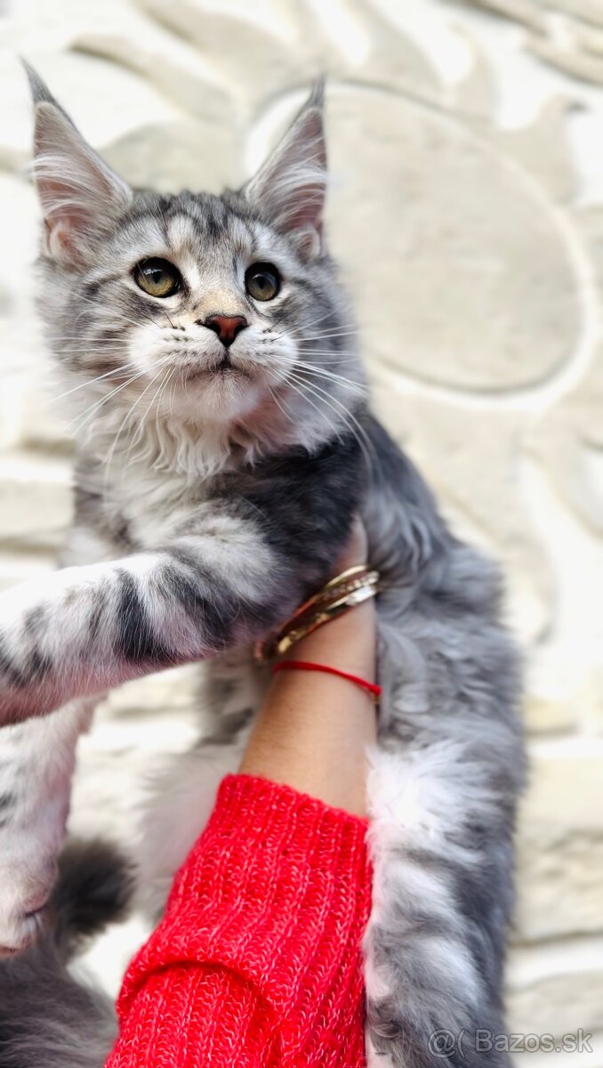 ⚜️Maine Coon s PP Mainská Myvalia - 4