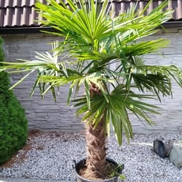 Trachycarpus Fortunei - mrazuvzdorne palmy - 4