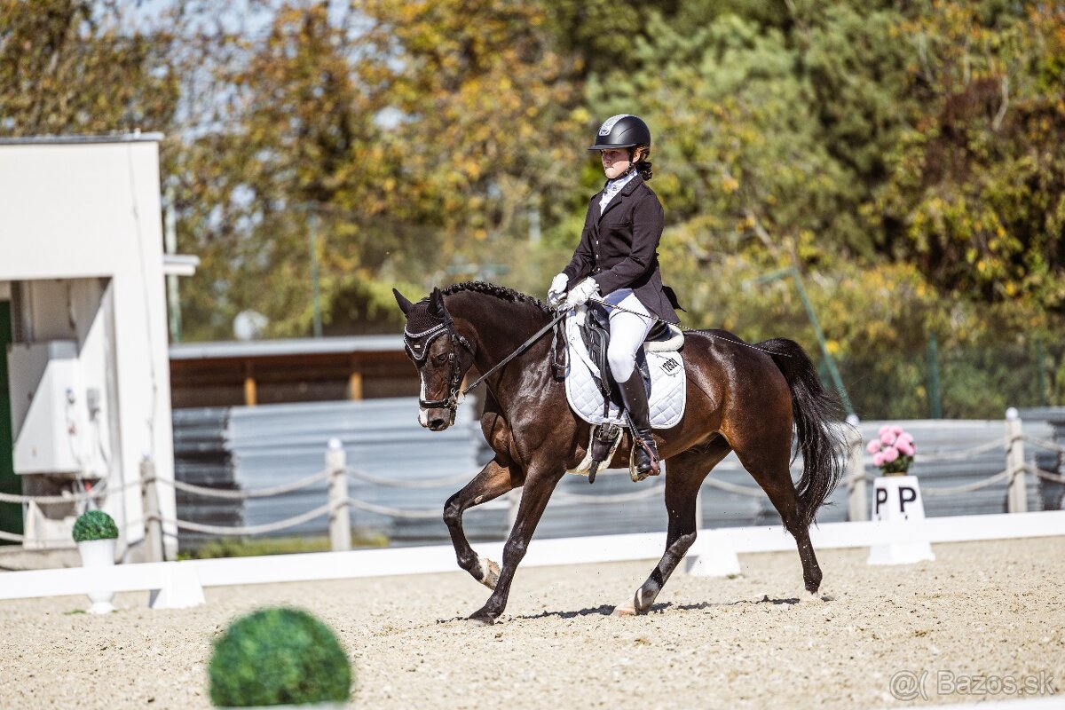 Skúsený pony B (146 cm) do drezúry, aj do parkúru - 4