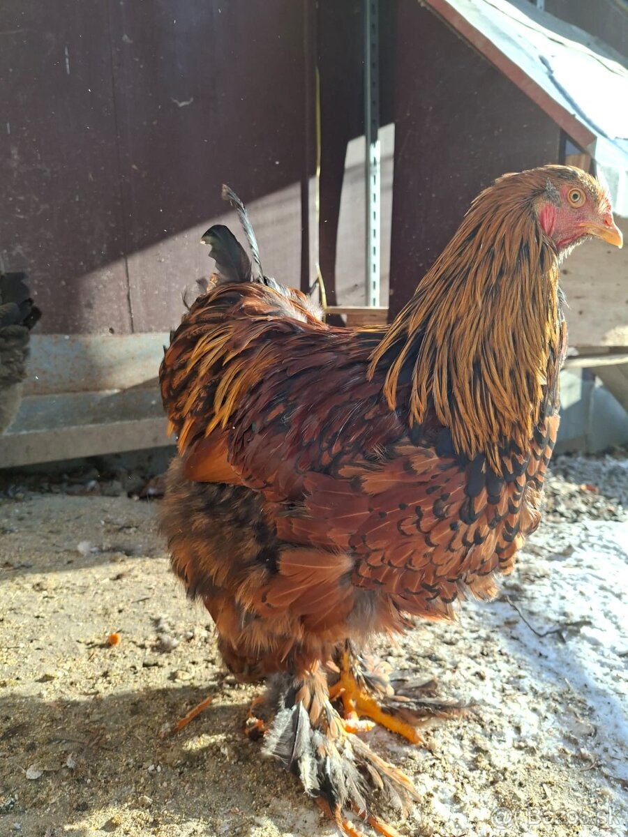 Predám kohúta brahmanky - 4