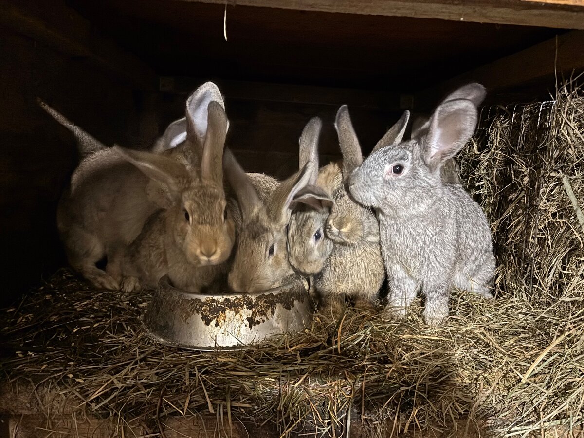 Králiky zajace - 4