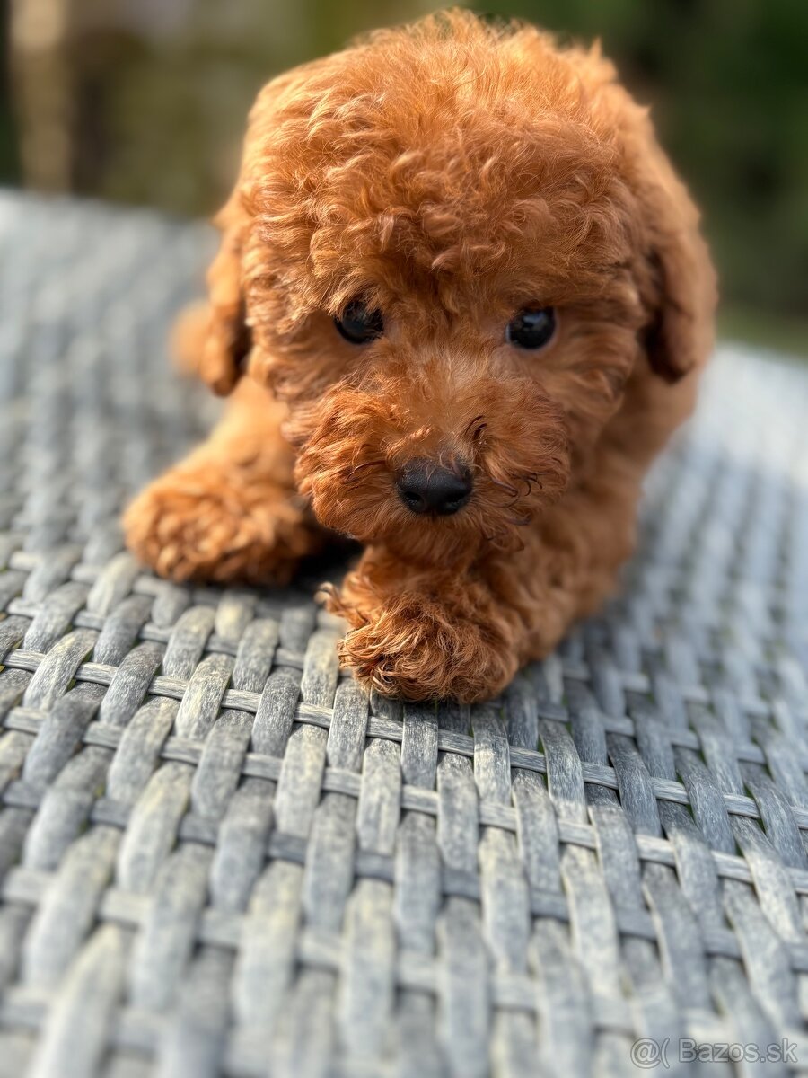 Pudel, pudlik Toy/Trpaslik - 4