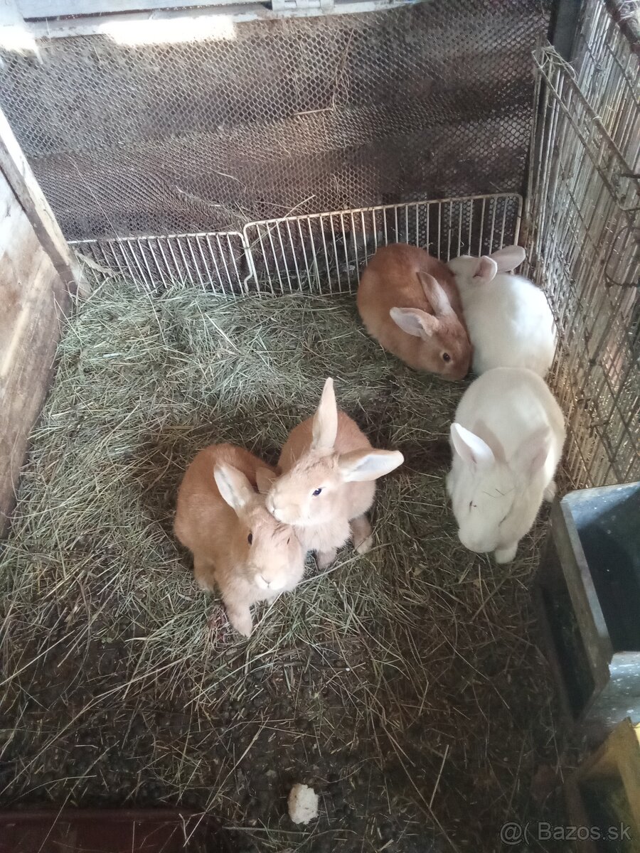 Predám burgundske králiky - 4