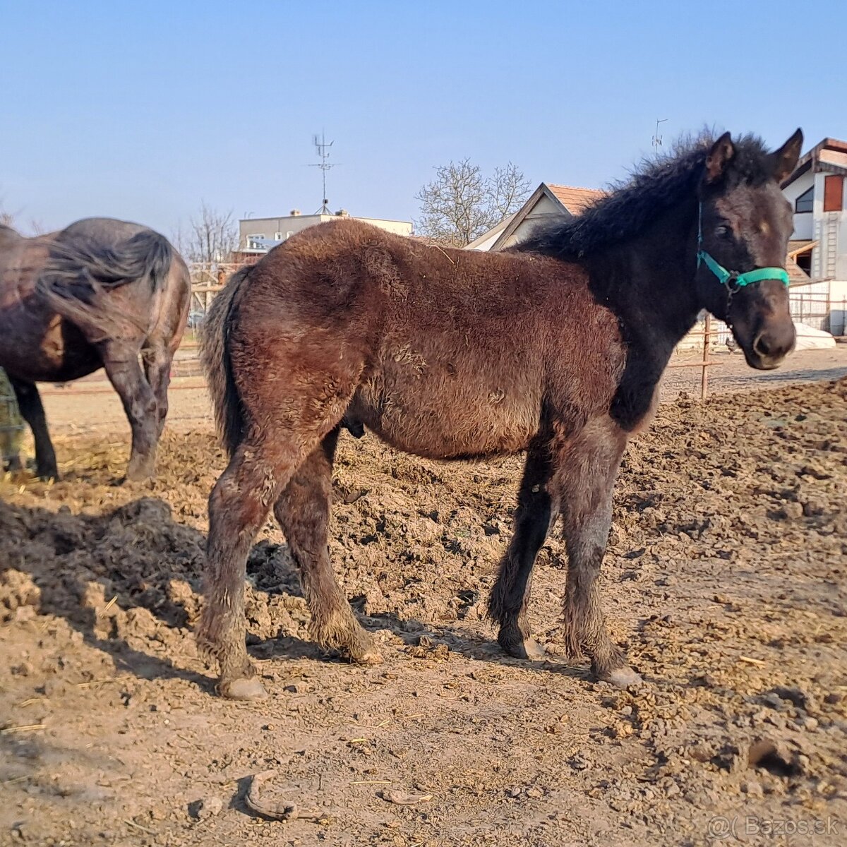 chladnokrvné žriebä na predaj - 4