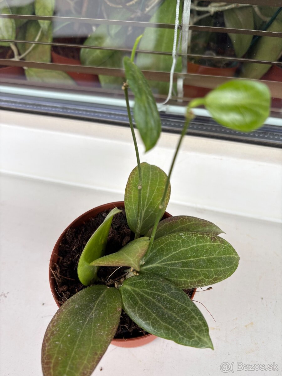 Hoya - 4