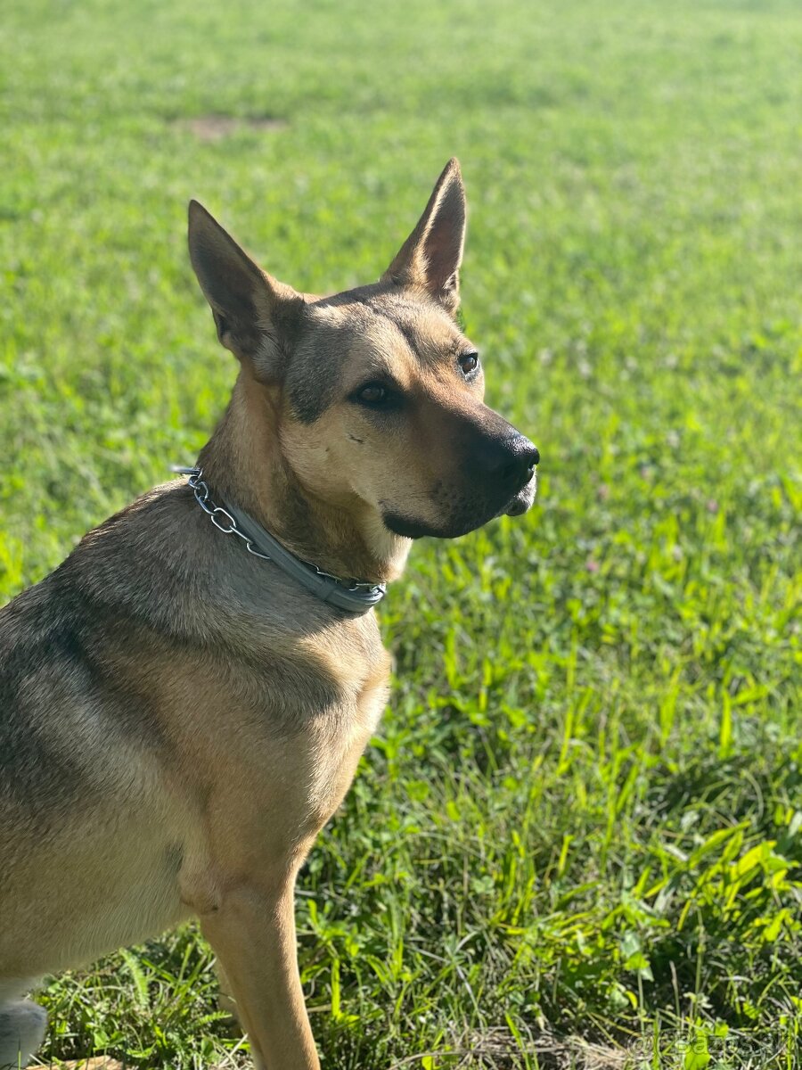 Rex hľadá nový domov - 4