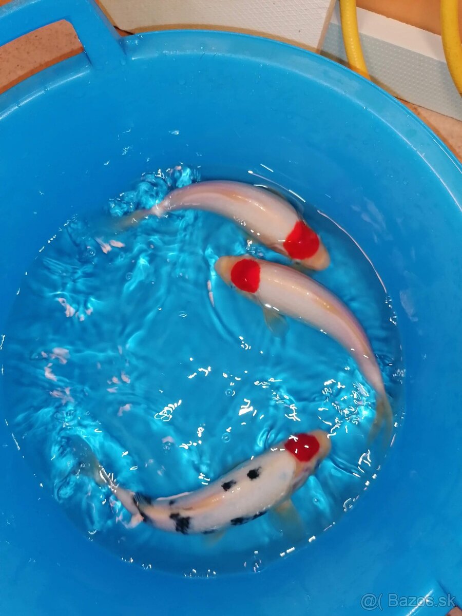 Predám orginal koi - 4