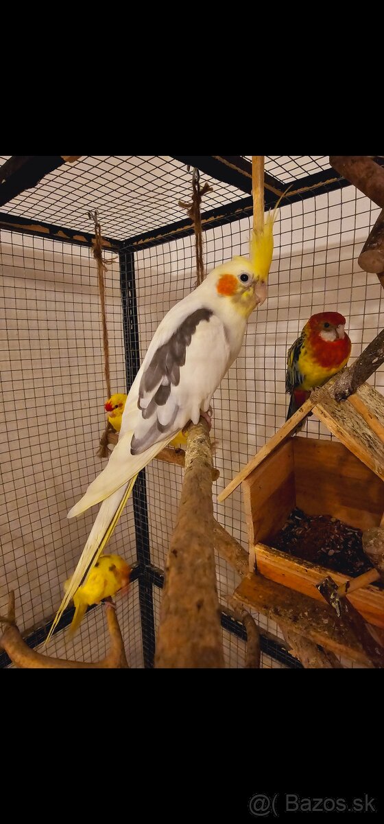 Klietka + vtáctvo - 4