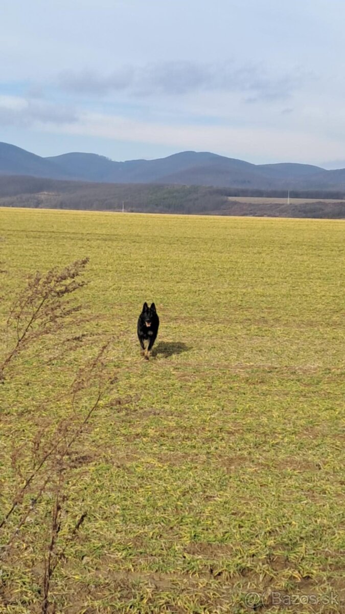 Nemecký ovčiak - 4