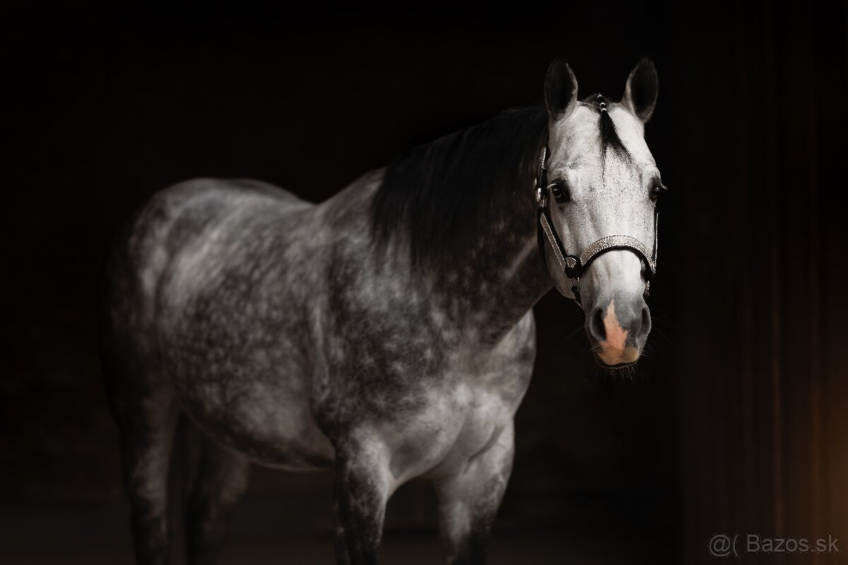 Pripúšťanie QH žrebcom - 4