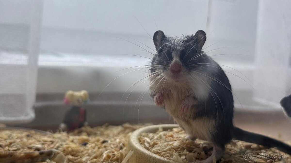 Darujem pieskomilov - 4