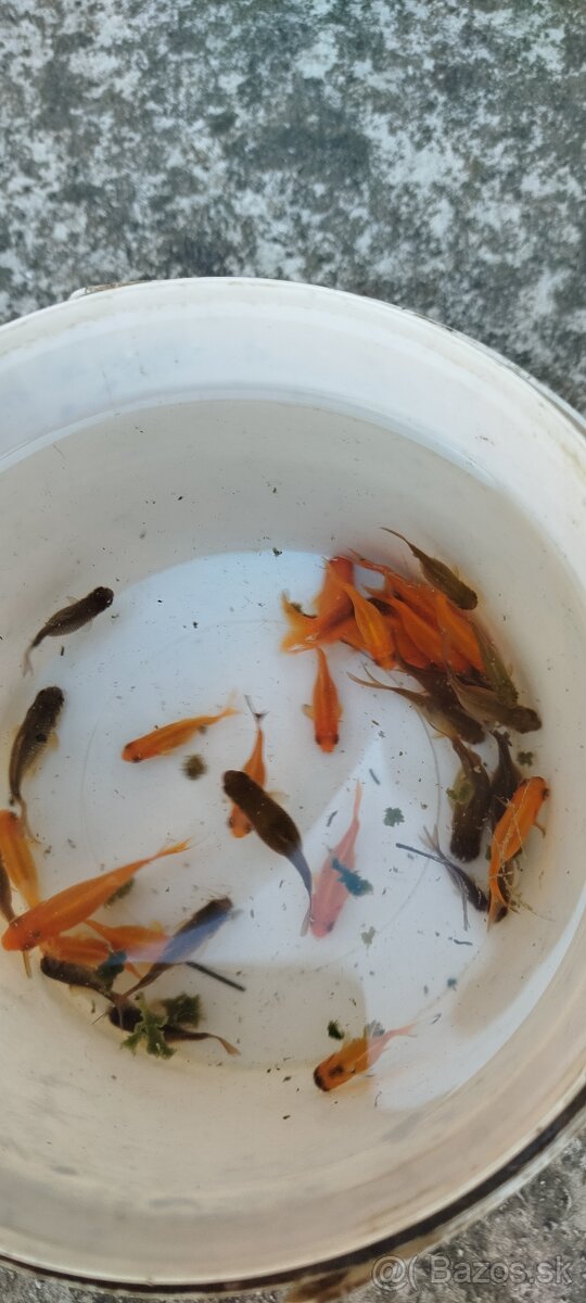 Jazierkové ryby,rybky,rybičky - 4