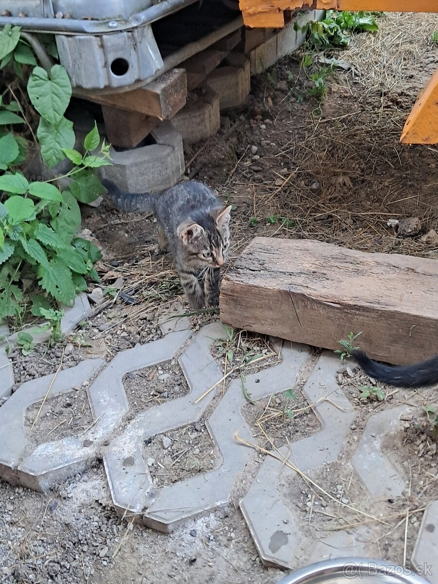Mačka Kocúr Mačiatko - 4