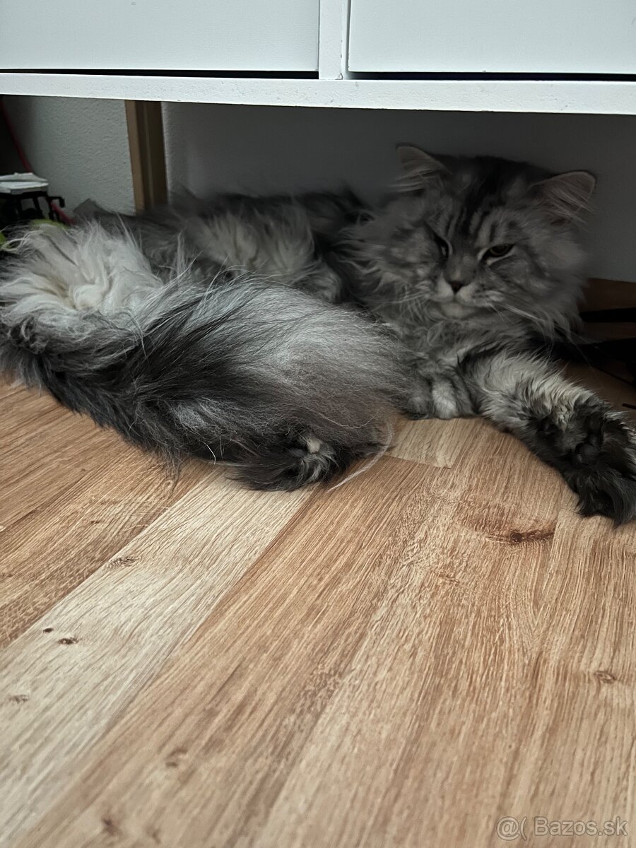 maine coon - 4
