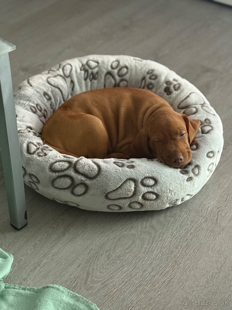 Maďarska vyžla - 4