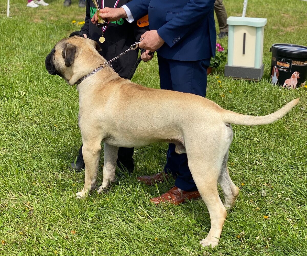 Bullmastiff - 4
