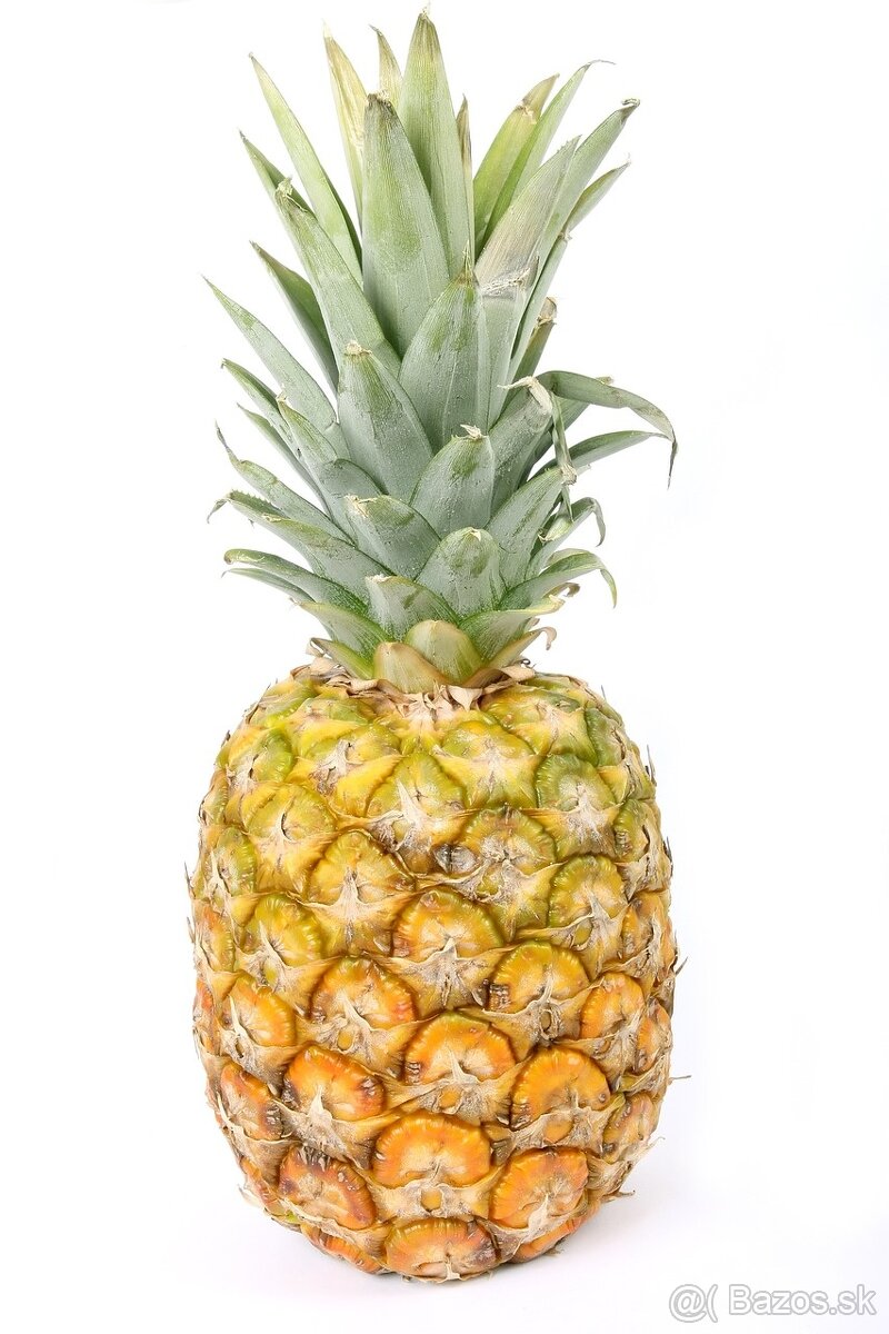 Ananásovník-Ananas comosus - 4