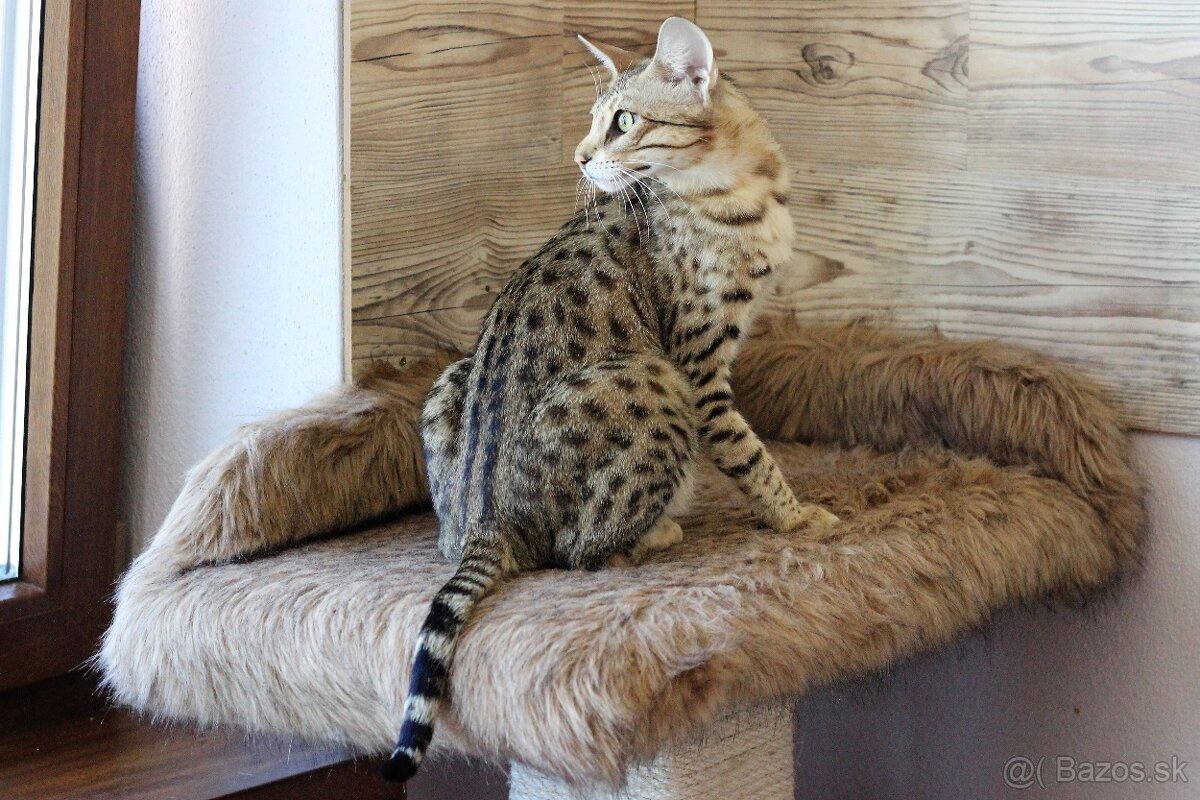 Savannah macka F3 - 4