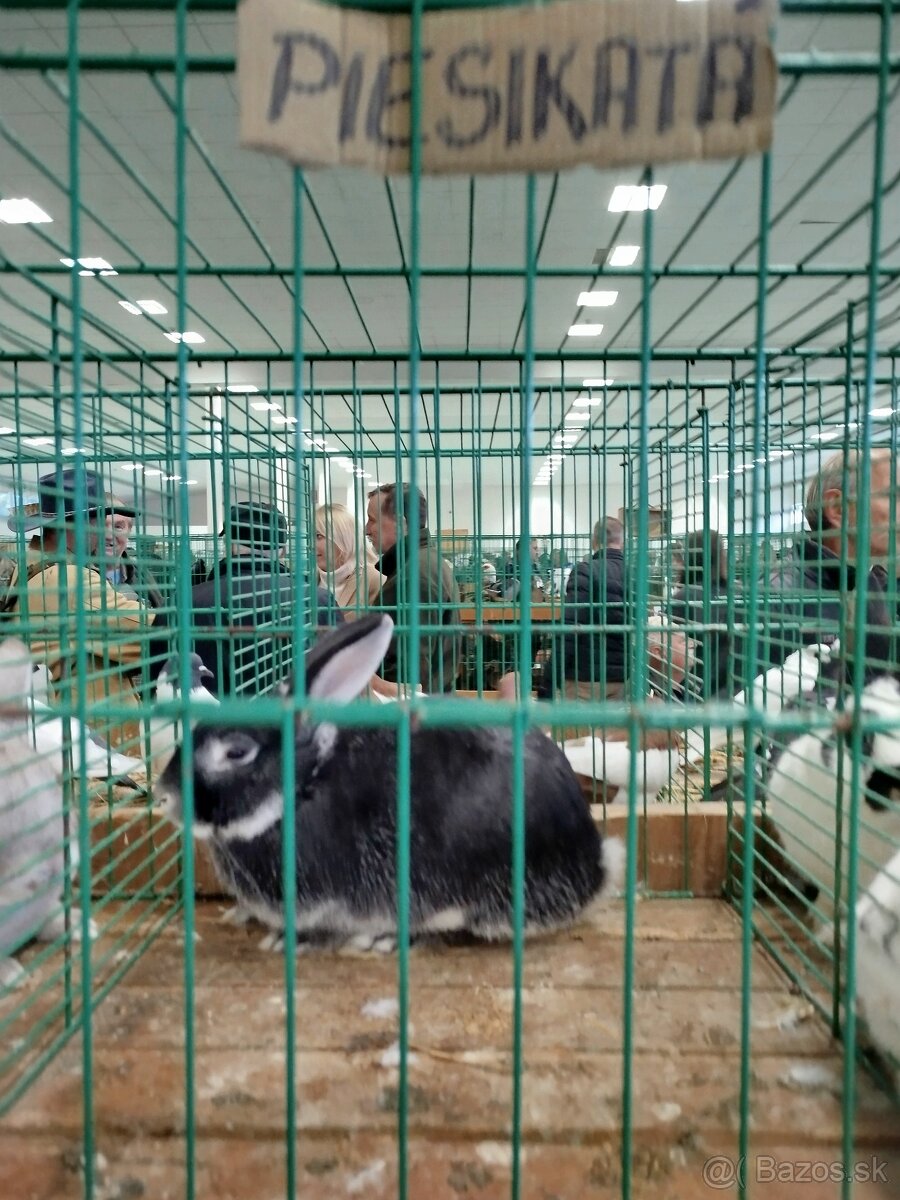 Zajace na predaj - 4