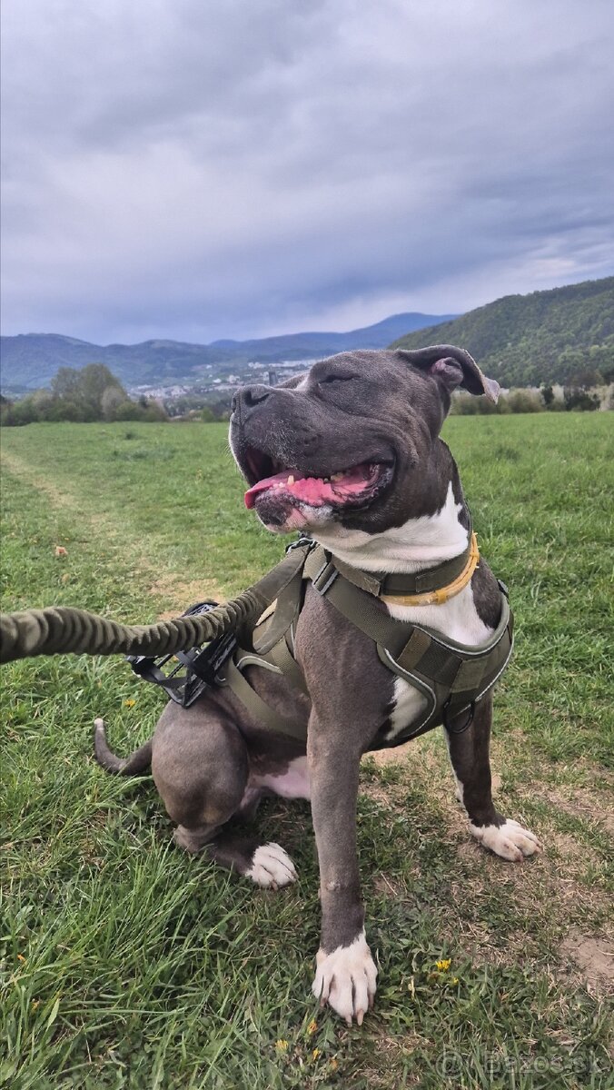 American Bully - 4
