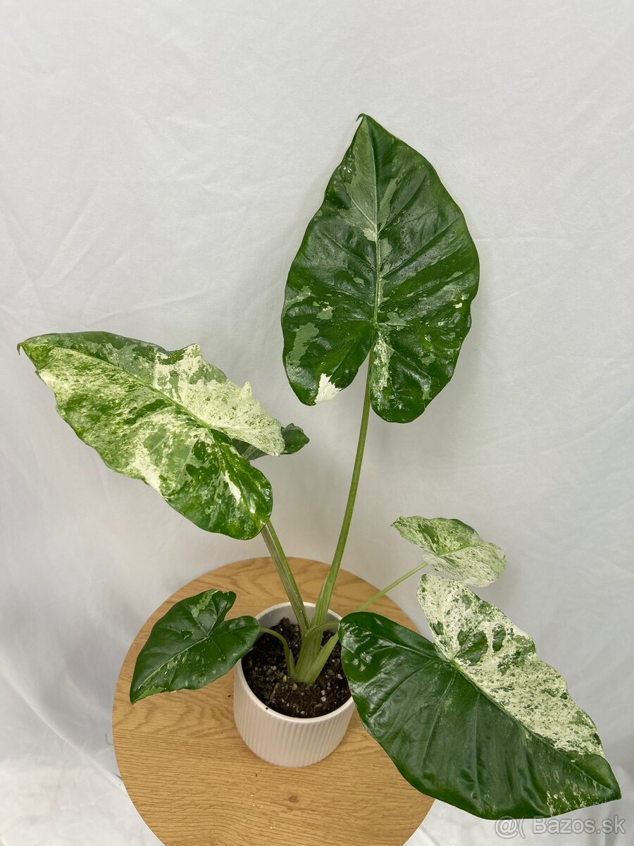 Alocasia odora Batik Variegata - 4
