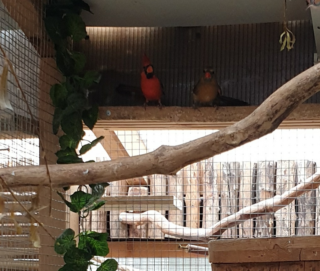 Kardinál červeny - 4