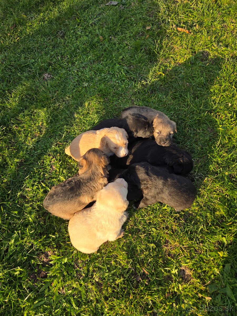 Darujeme šteniatka - 4