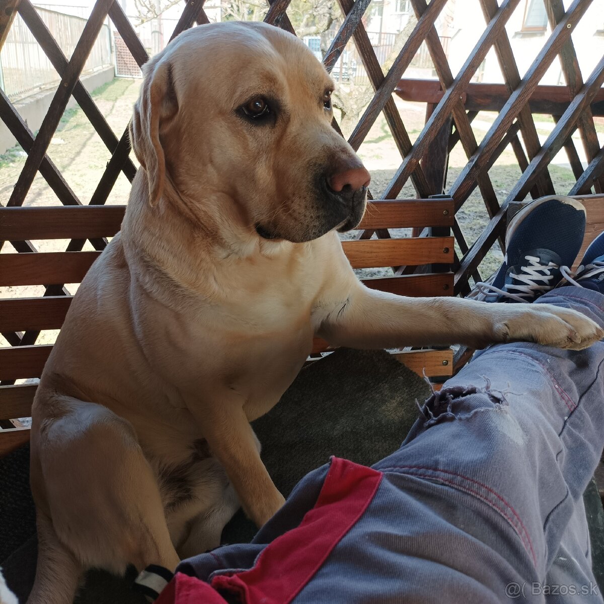 Labrador na krytie - 4