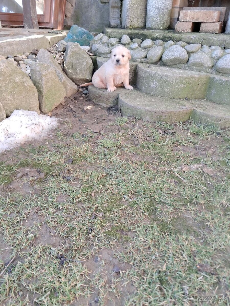 Zlatý retriever - 4