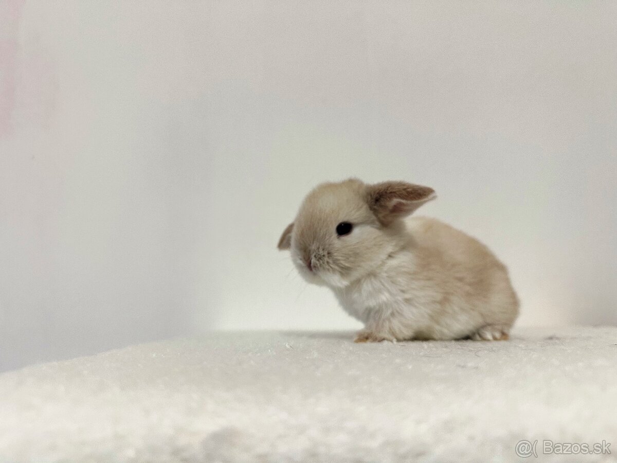 🐰🩷Minilop 🩷🐰 - 4