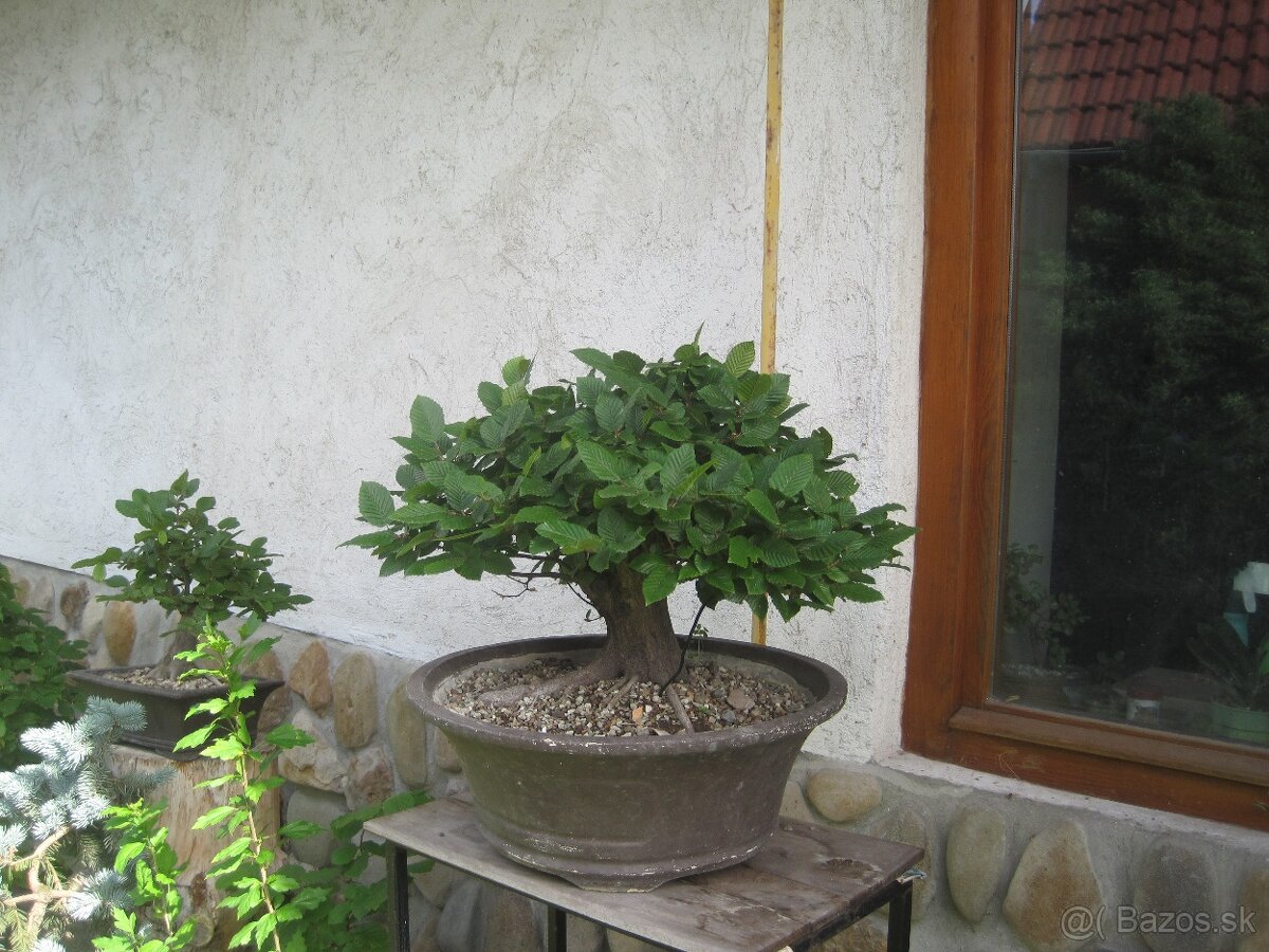 bonsai,bonsaj-hrab 35 - 4
