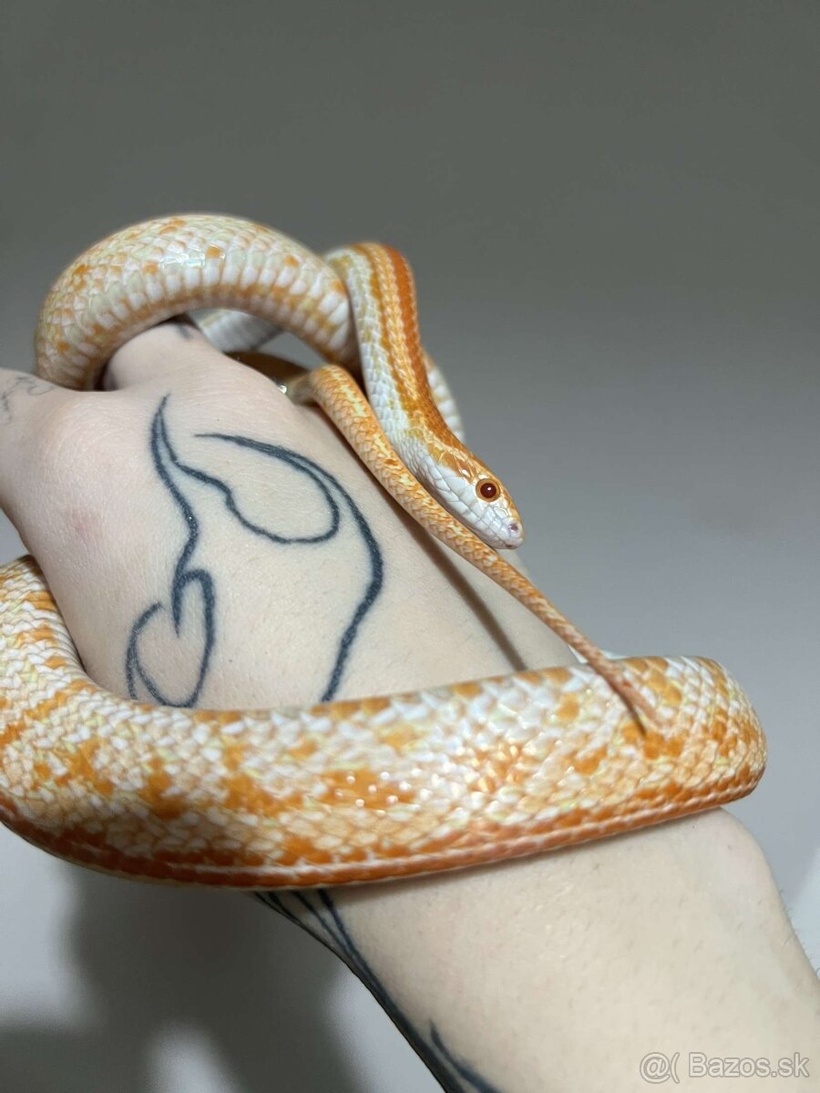 Užovka červena - 1.1 chovny pár 2023 znižena cena - 4