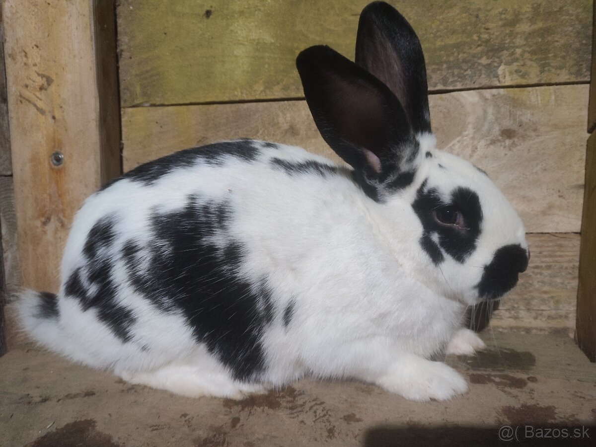 Samec Šarišský obrovity mix - 4