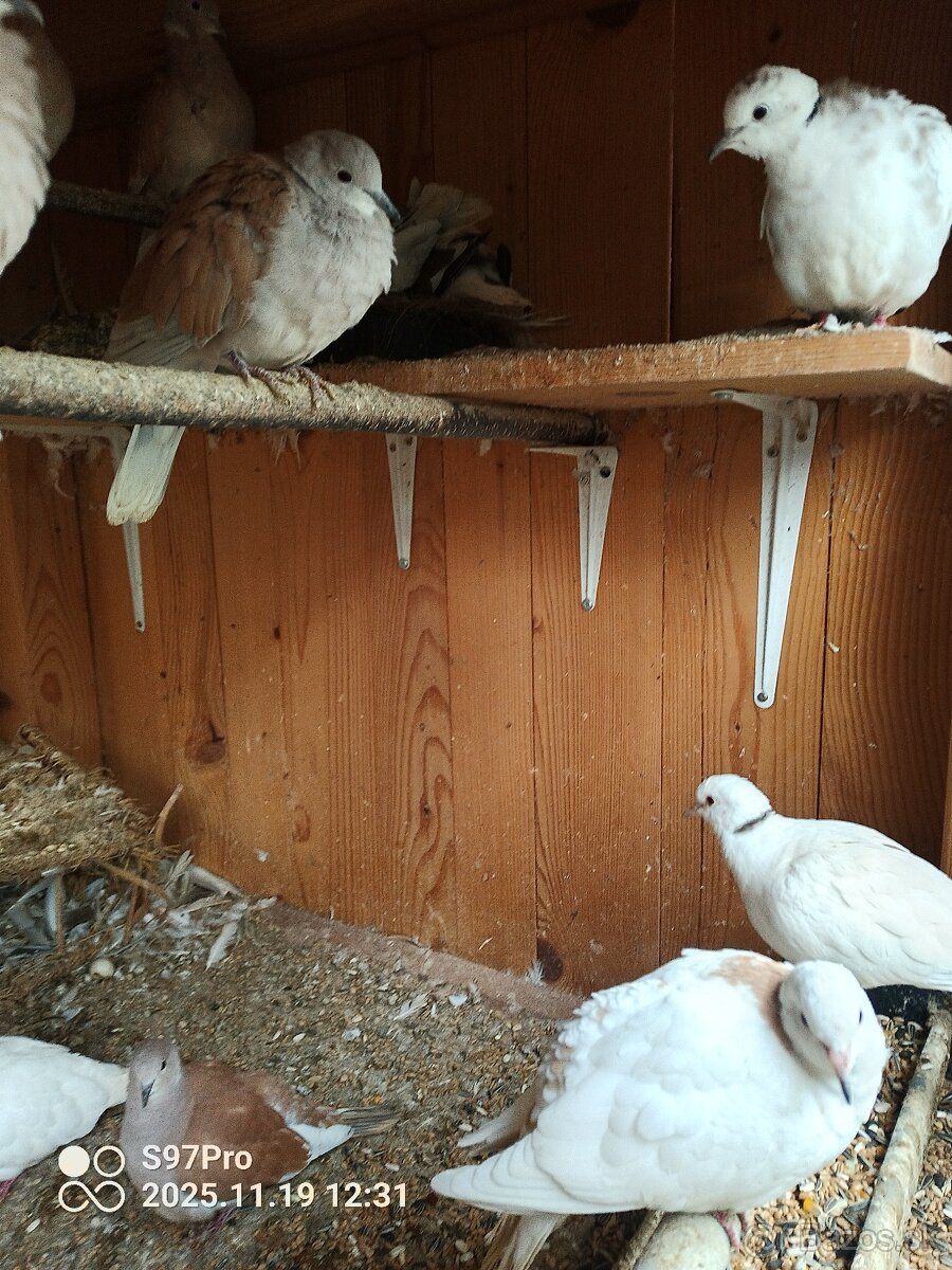 Hrdličky chichotavé - 4