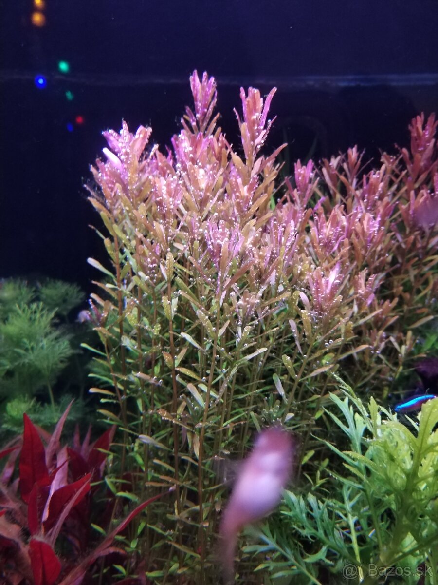 Akváriové rastliny - 4