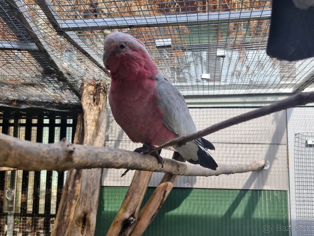 Kakadu růžový - 4