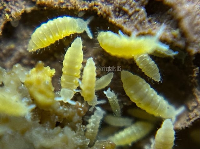 Predám springtails Yellou.. - 4