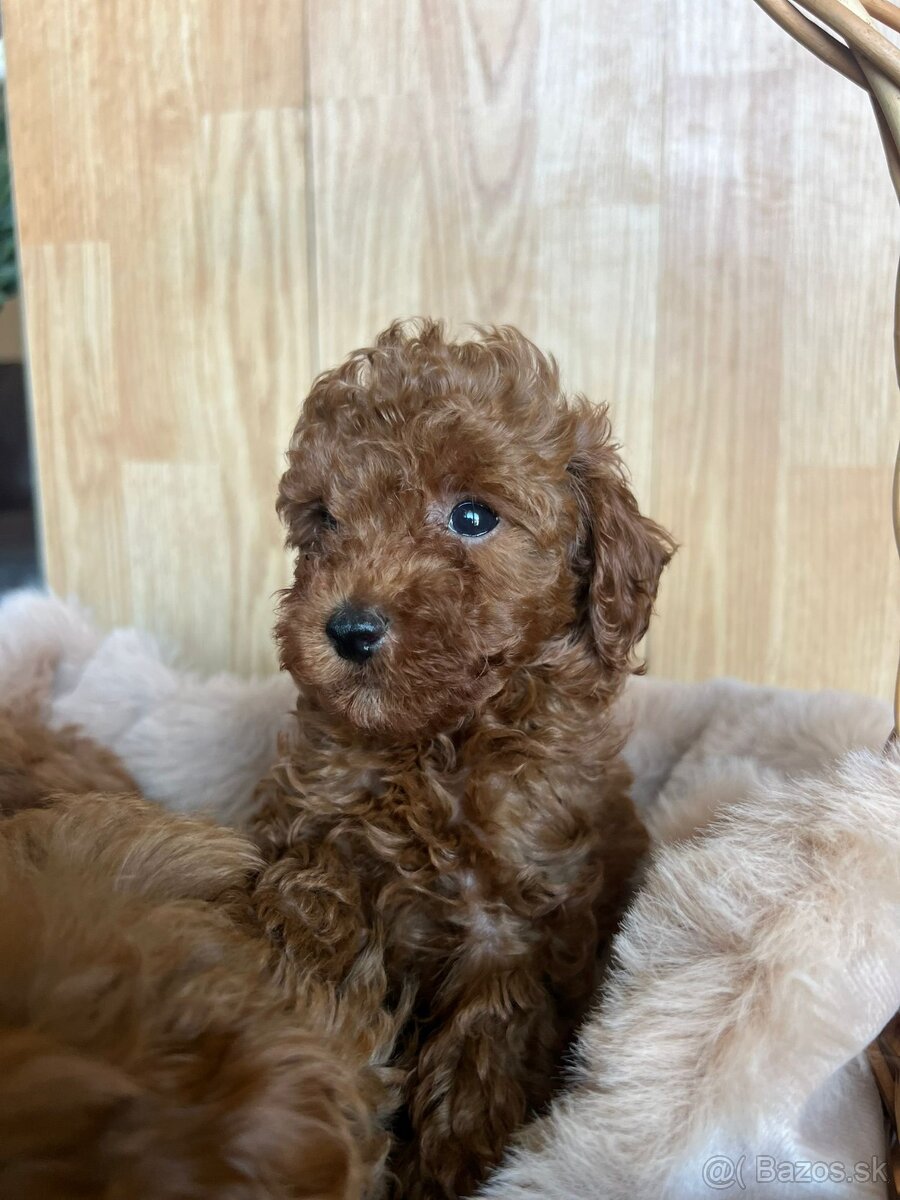 Toy pudel – krásne šteniatka - 4