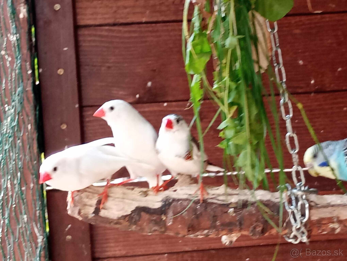 predám andulky a zebričky - 4