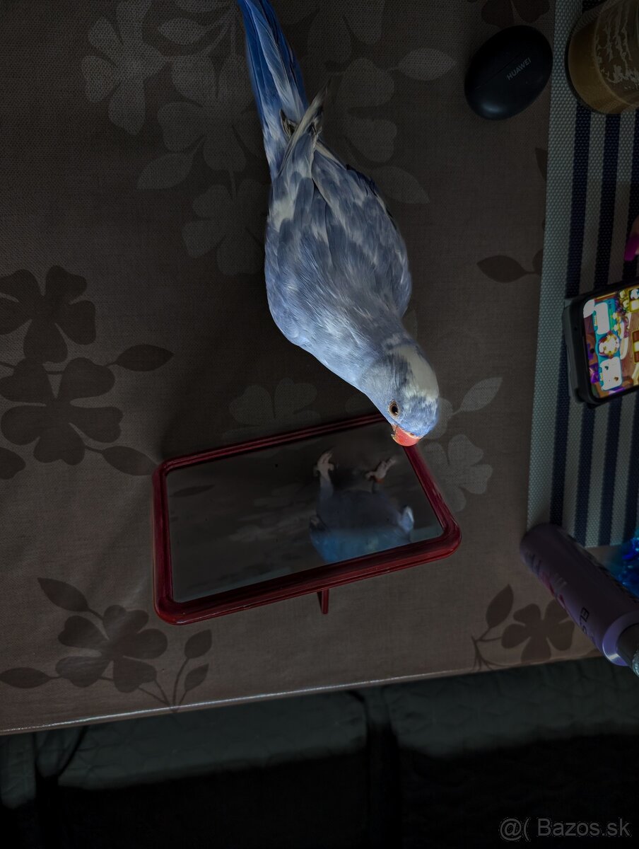 Predam parik Alexandrov malych,DNA,r.2025 - 4