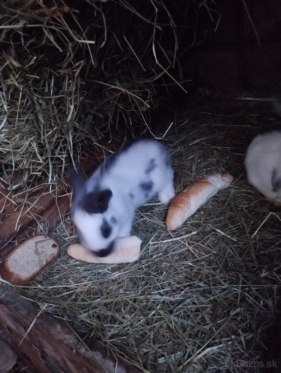 Nemecký obrovitý strakáč - 4