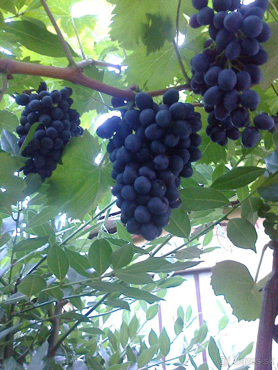 Vinič rezistentný. - 4